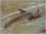 Re: S. Goby or Mudskipper pictures - Mudskipper 2