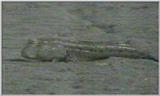 Re: S. Goby or Mudskipper pictures - Mudskipper 4