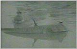 Re: S. Goby or Mudskipper pictures - Mudskipper 5
