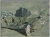 Re: S. Goby or Mudskipper pictures - Mudskipper 6