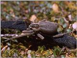 Re: req: insect pix - spider.jpg