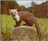 Re: REQ: marten pictures - steenmarter.jpg (Beech Marten - Martes foina)