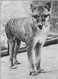 Re: Req: Tazmanian wolf drawings - thylacine.jpg