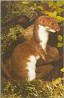 Re: wezels - wezel.jpg (Least Weasel)