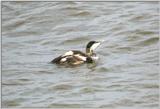 Common Eider drake - young eider drake.jpg