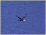 Re: Stork-pictures - zwarte ooievaar.jpg (Black Stork)