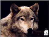 Wolf!