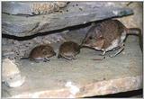 elephant shrews pictures