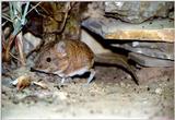 Short-eared Elephant Shrew (Macroscelides proboscideus)