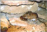 Short-eared Elephant Shrew (Macroscelides proboscideus)