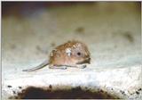 Juvenile Short-eared Elephant Shrew (Macroscelides proboscideus)