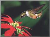 Hummingbird  8 of 12 - Magenta-throated Woodstar Hummingbird 01