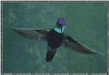 Hummingbird - Magnificant