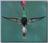 Hummingbird - Magnificant