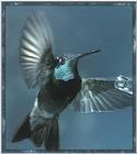 Hummingbird - Magnificant