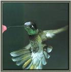 Hummingbird - Magnificant