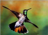 Magnificent 03 Hummingbird.JPG - Magnificent Hummingbird (Eugenes fulgens)