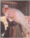 Major Mitchell Cockatoo