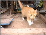 Re: REQ.  Dog and cat photos(cats this time)