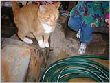Re: REQ.  Dog and cat photos(cats this time)
