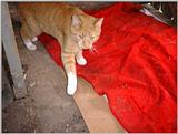Re: REQ.  Dog and cat photos(cats this time)