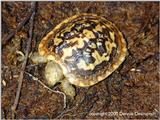 pancake tortoise - neonate