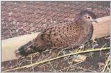 Malayan Peacock Pheasant