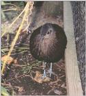 Malayan Peacock Pheasant 2