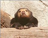 Frankfurt Zoo - Malayan Sun Bear head studies - I have got more of these