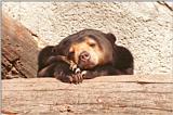 Frankfurt Zoo - Malayan Sun Bear head studies - #2 of several :-)