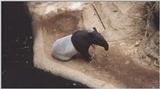 Malayan tapir