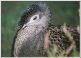 Pheasants: Malyan Peacock Pheasant