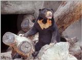 Sun Bear?