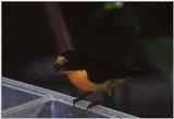 Male Violet Euphonia (Tanagra violacea)