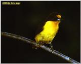 Violet Euphonia (Tanagra violacea)