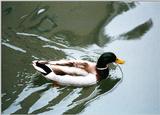 (Description) File 5 of 5 - Mallard4.jpg (0/1)