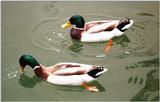 (Description) File 5 of 5 - Mallard4.jpg (0/1)