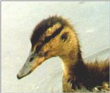 Mallard ducklings