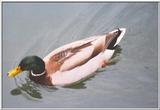 (Description) File 1 of 5 - Mallard002a.jpg (1/1)