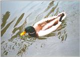 Mallards in a moat. File 3 of 3 - mallard003.jpg (1/1)