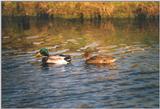 Birds from the Netherlands - mallards2.jpg