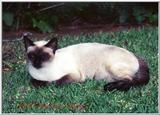 Mama Cat File 1 of 1 - MamaCat 1.jpg (0/1)