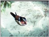 RP Mandarin Duck - MandarinDuck.jpg (0/1)