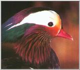 Mandarin Duck