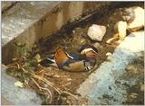 Mandarin Duck? sleeping