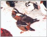 Mandarin Drakes