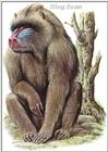 Art - Hermann Fey - Mandrill - Mandrillus sphinx