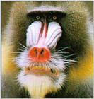 Mandrill Baboon J01-Face Closeup.jpg