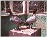 Re: ducks??? Australian Wood Duck