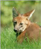 0 and 90 degree surround sound :-) Maned wolf in Frankfurt Zoo